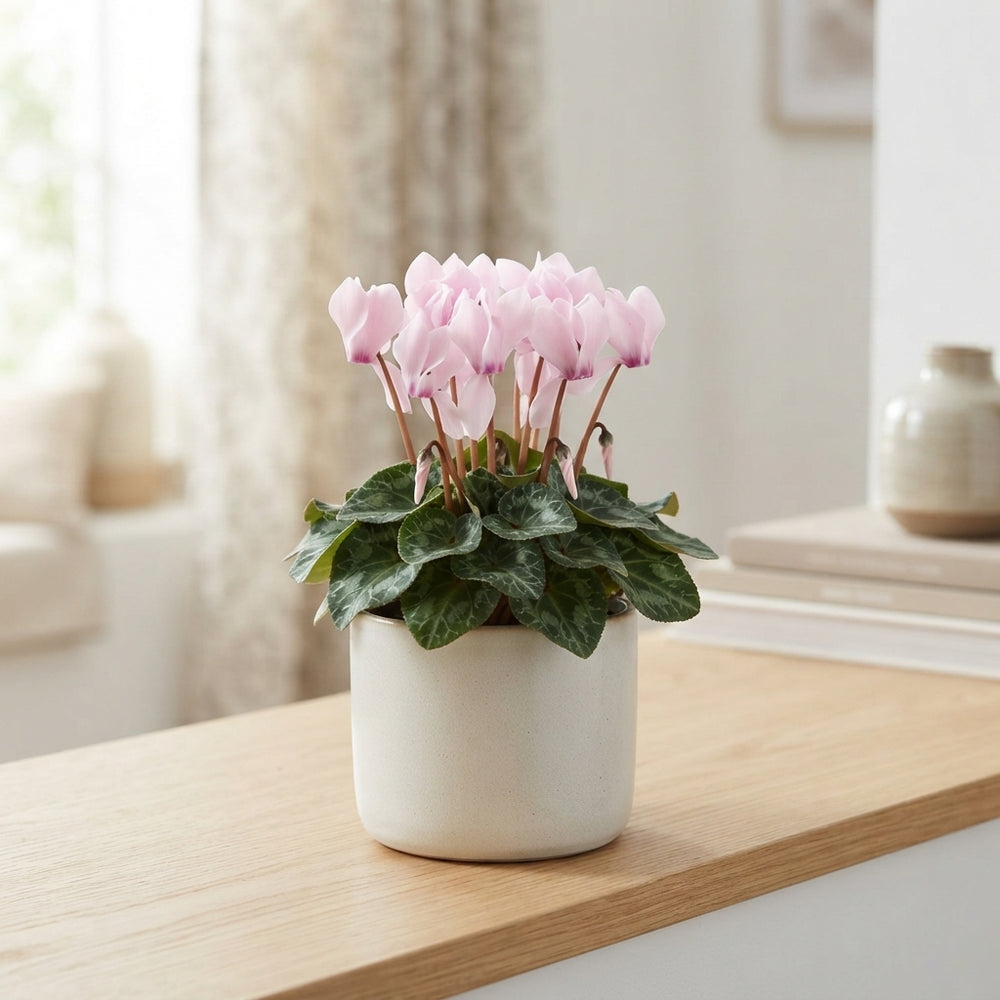 Pale Pink Small-Flowered Cyclamen (Cyclamen persicum) – 9cm Pot