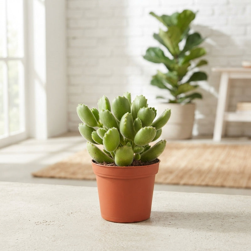 Cotyledon ladismithiensis Succulent – 8.5cm Pot
