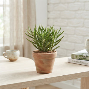 Kalanchoe Spider Green – 10.5cm Pot