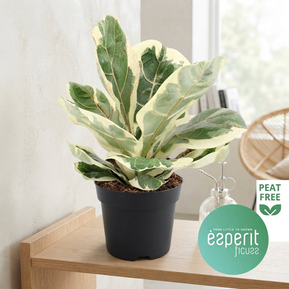 Fiddle Leaf Fig (Ficus lyrata) – 14cm Pot