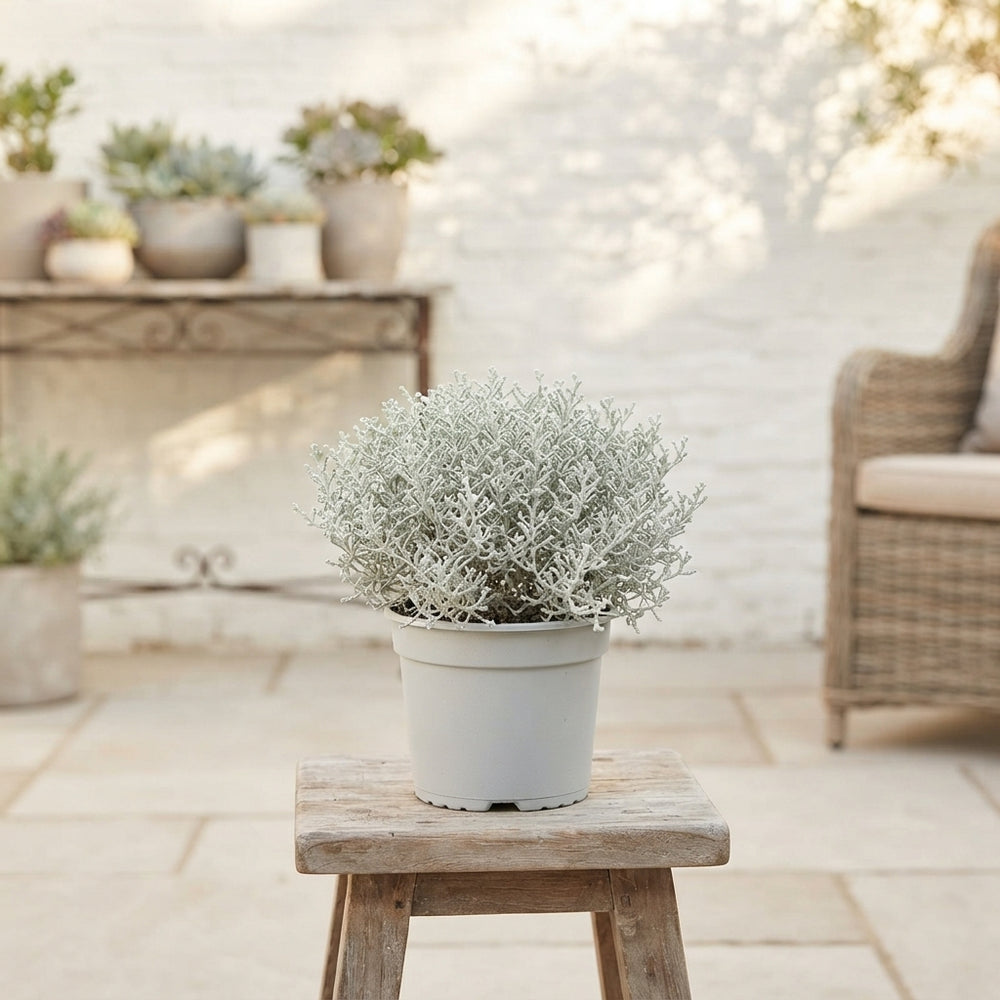Cushion Bush (Leucophyta brownii) – 17cm Pot