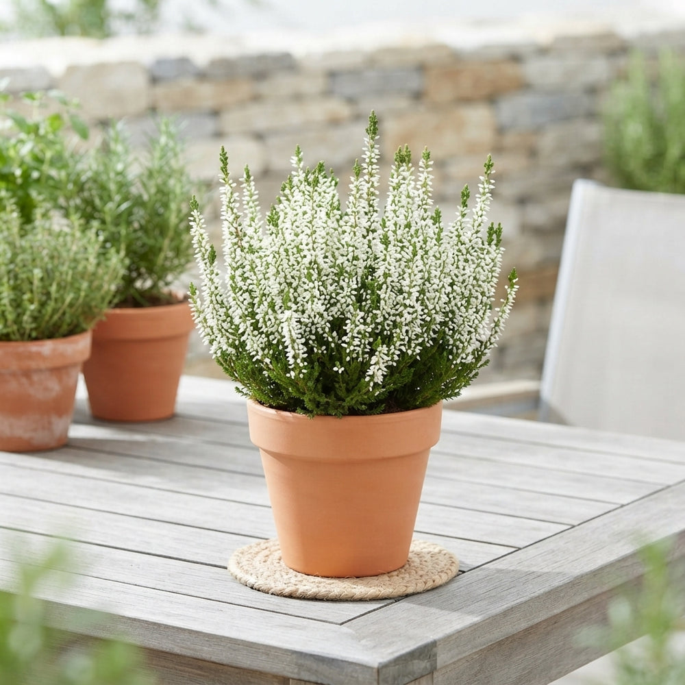 Beauty Ladies Red Heather (Calluna vulgaris) – 13cm Pot