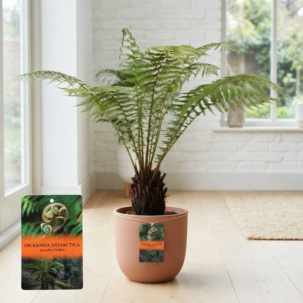 Australian Tree Fern (Dicksonia antarctica) – 29cm Pot