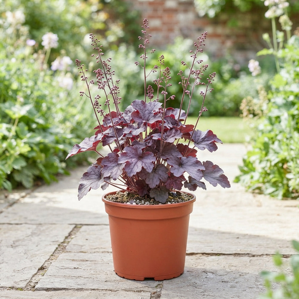 Heuchera 'Palace Purple' – 19cm Pot