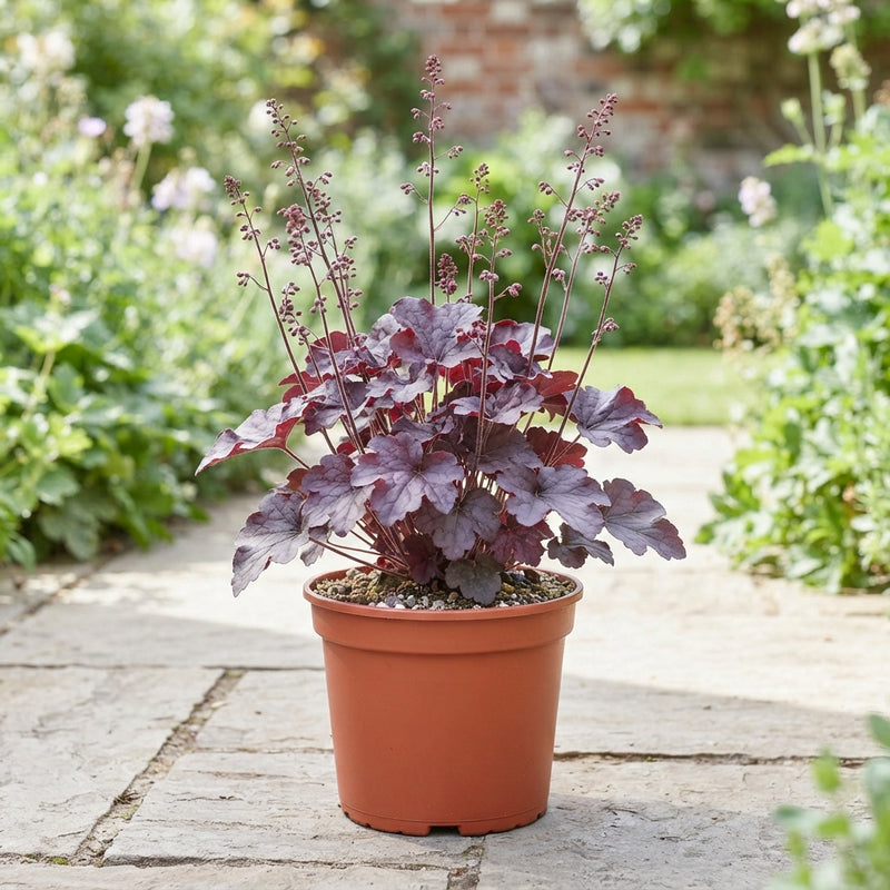 Heuchera 'Palace Purple' – 19cm Pot