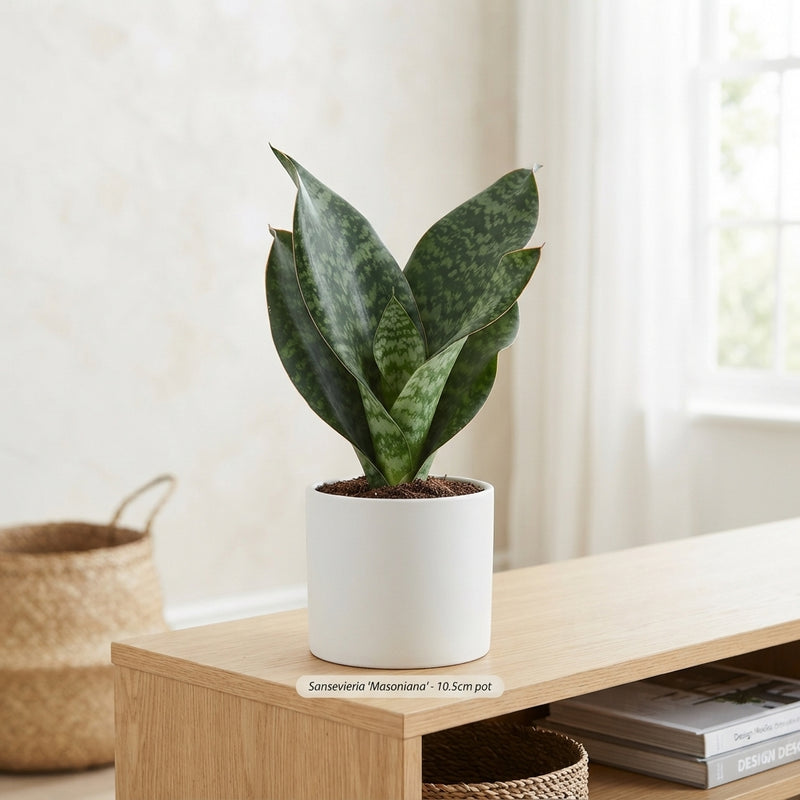 Sansevieria Houseplant – 10.5cm Pot, 35cm High