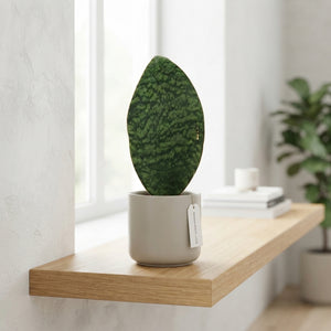 Sansevieria Houseplant – 8.5cm Pot, 27cm High