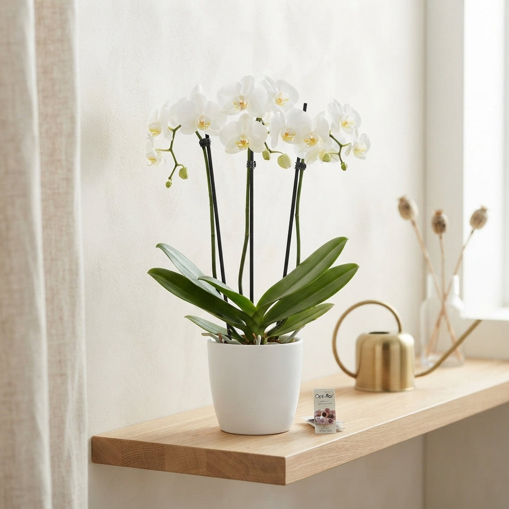 White Phalaenopsis Orchid – 12cm Pot, 50cm High