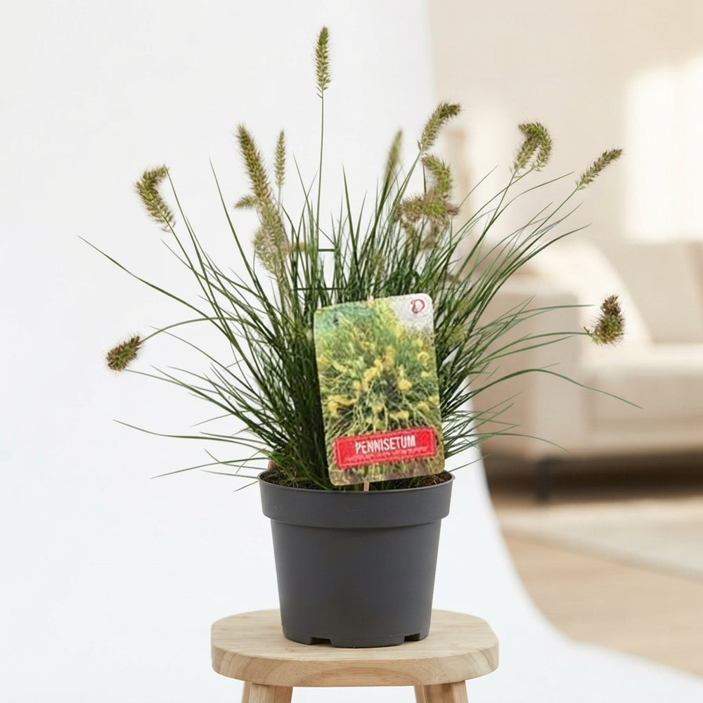 Little Bunny Fountain Grass (Pennisetum) – 26cm Pot