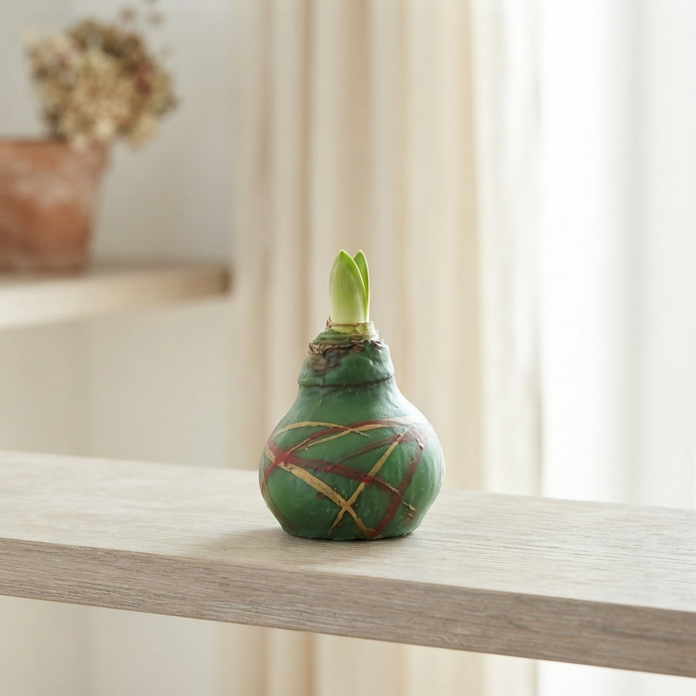 Mixed Waxed Amaryllis Hippeastrum Decoration – 32cm