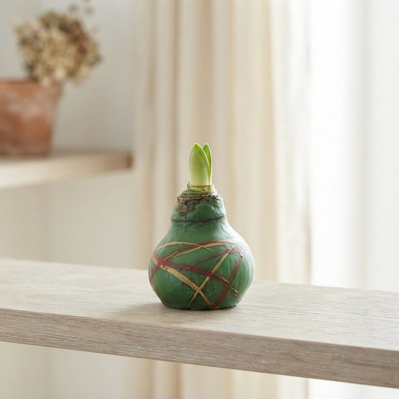 Mixed Waxed Amaryllis Hippeastrum Decoration – 32cm