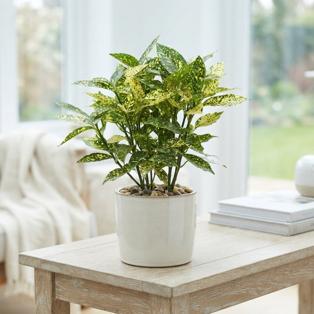 Japanese Laurel (Aucuba japonica) – 14cm Pot