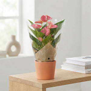 Mixed Anthurium Houseplant – 9cm Pot, 35cm High