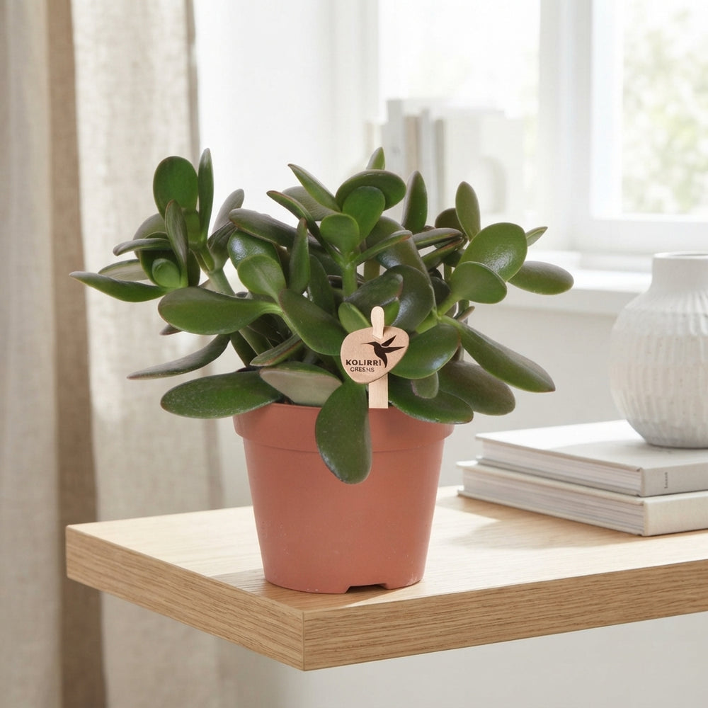 Jade Plant (Crassula ovata) – 12cm Pot