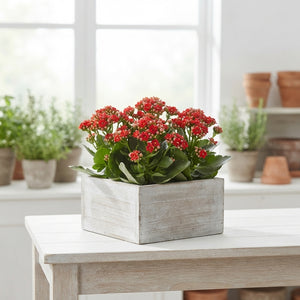 Outdoor Whitewash Arrangement – 34cm Pot