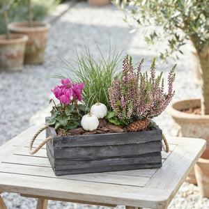 Outdoor Plant Arrangement in Dark Grey Wooden Trough – 31cm