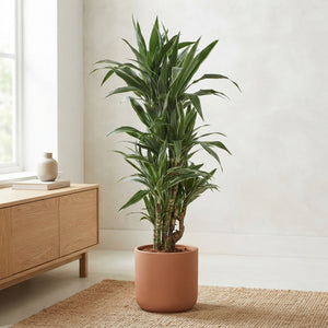 Dracaena Warneckii Dragon Tree – 27cm Pot, 120cm Tall