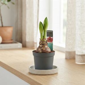 Mixed Hippeastrum (Amaryllis) – 9cm Pot
