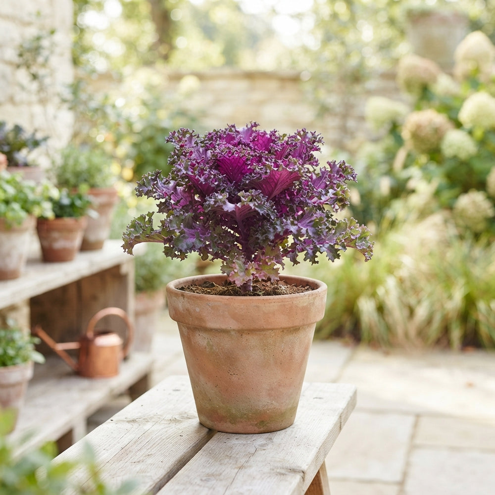 Red Curly Brassica Ornamental Plant – 10.5cm Pot
