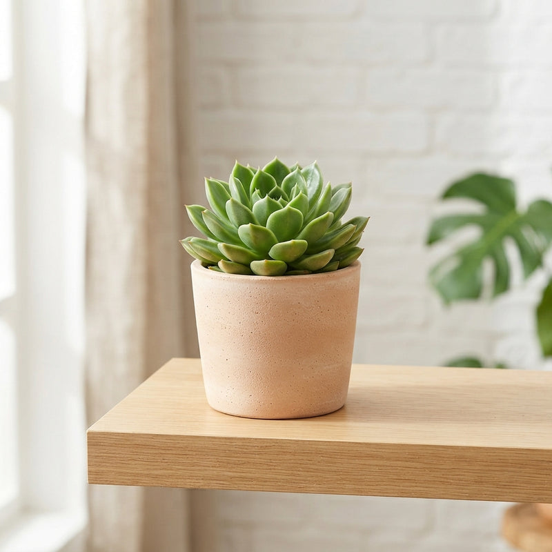 Echeveria Succulent – 12cm Pot, 15cm High