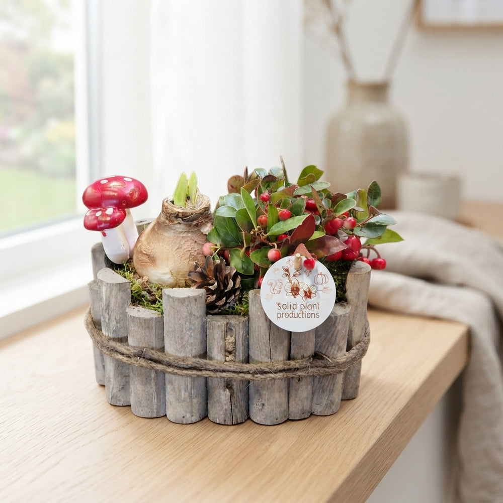 Red Amaryllis Arrangement – 22cm Oval Wooden Pot