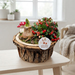 Amaryllis Bark Arrangement – 22cm Oval Pot