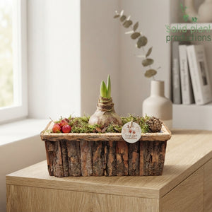 Amaryllis Bark Arrangement – 34cm