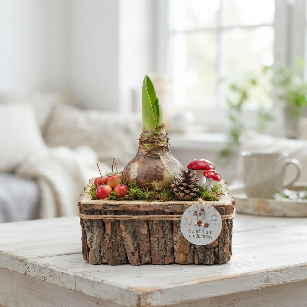 Large Brown Bark Amaryllis Arrangement – 44cm