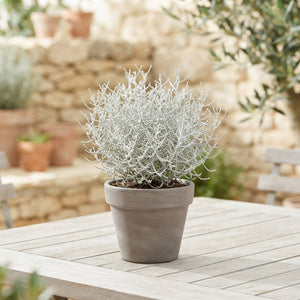 Silver Bush (Leucophyta brownii) – 10.5cm Pot
