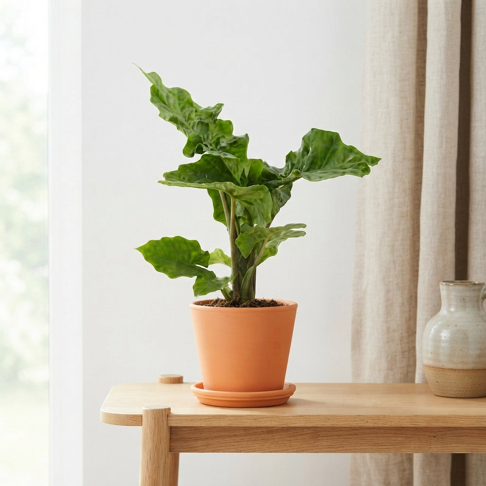 Alocasia Low Rider – 17cm Pot, 55cm High