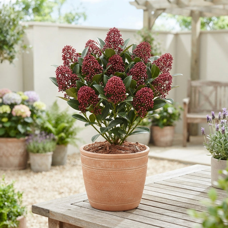 Skimmia japonica 'Rubella' – 15cm Pot