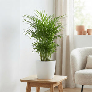 Areca Palm (Dypsis lutescens) – 17cm Pot, 90cm High
