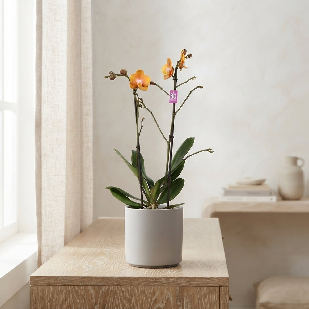 Orange Phalaenopsis Orchid ‘Las Vegas’ – 12cm Pot
