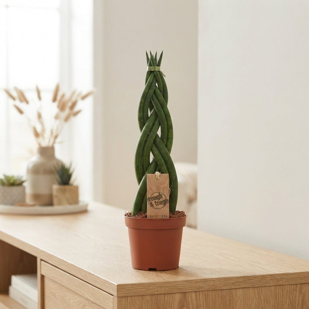 Cylindrical Snake Plant (Sansevieria cylindrica) – 12cm Pot