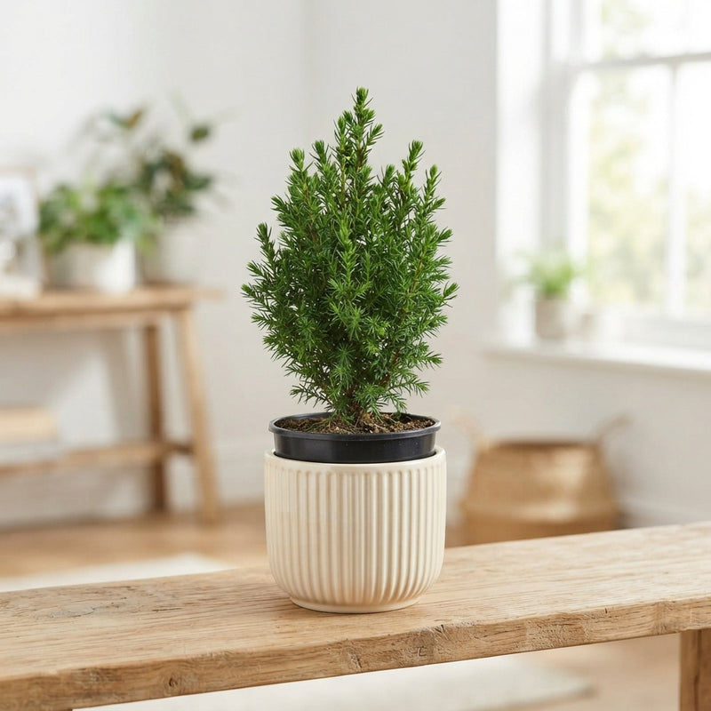 Mixed Potted Conifer – 14cm Pot, Approx. 22cm High
