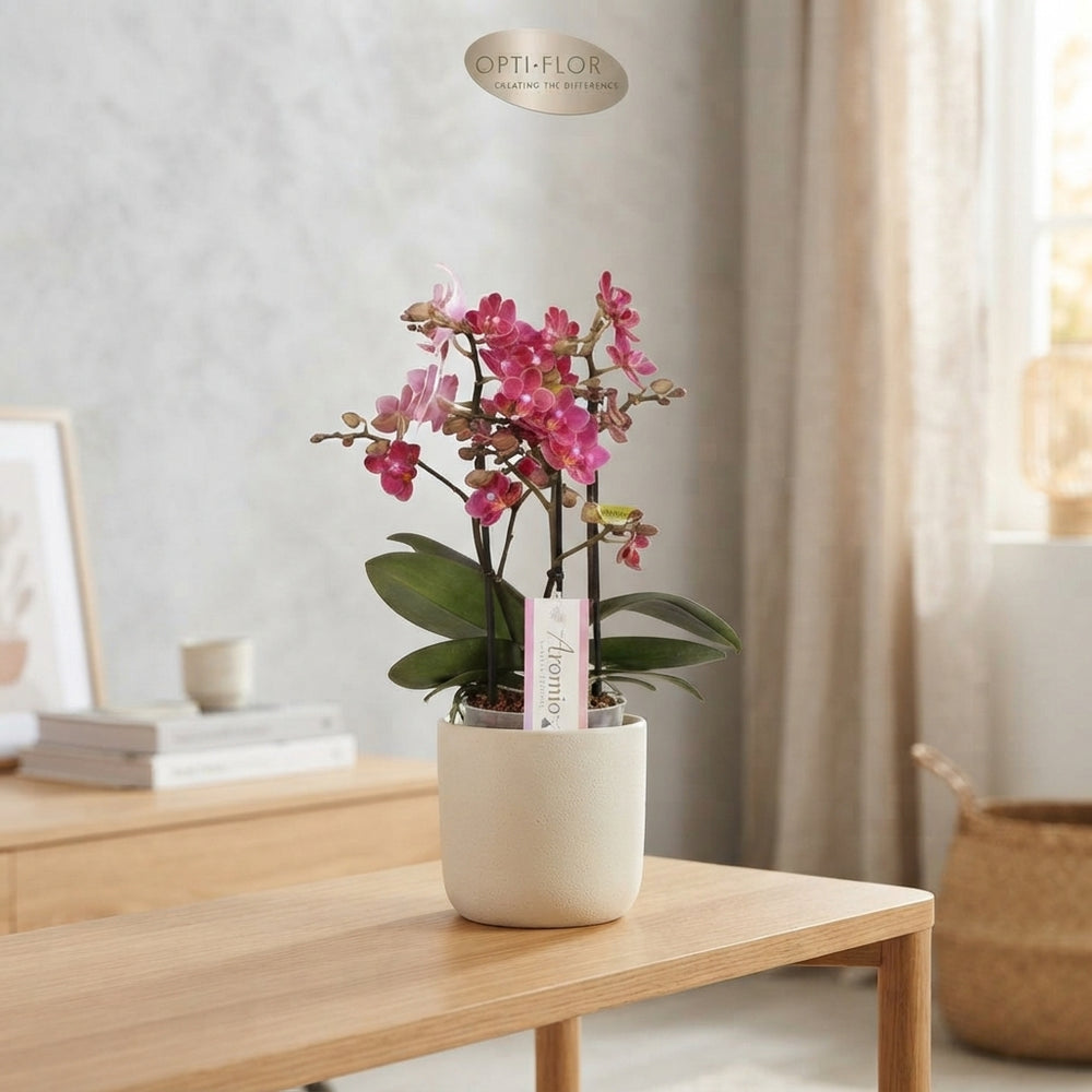Mixed Phalaenopsis Orchid – 3 Stem, 12cm Pot