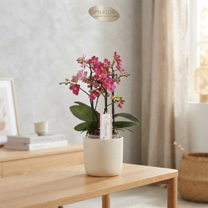 Mixed Phalaenopsis Orchid – 3 Stem, 12cm Pot