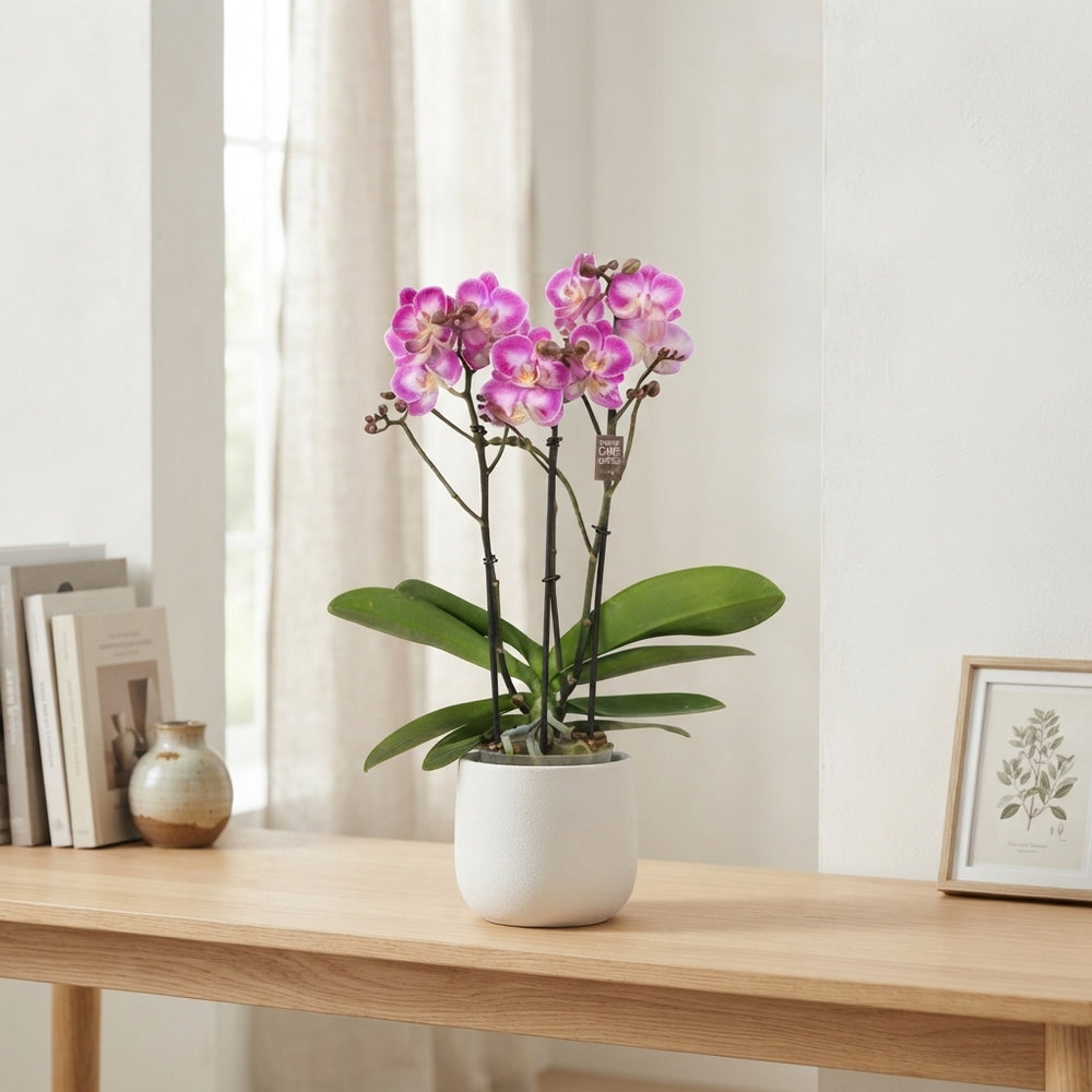 Pink Phalaenopsis Orchid ‘Cupido’ – 12cm Pot