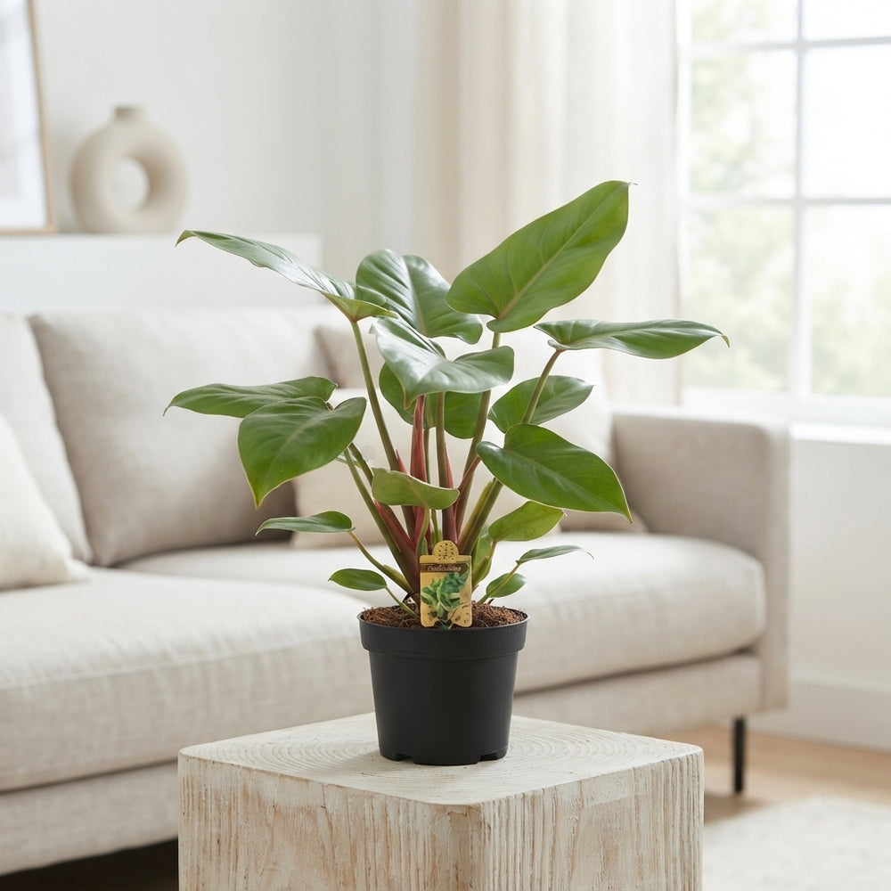 Philodendron Green Houseplant – 14cm Pot, 45cm High