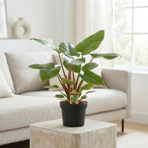 Philodendron Green Houseplant – 14cm Pot, 45cm High