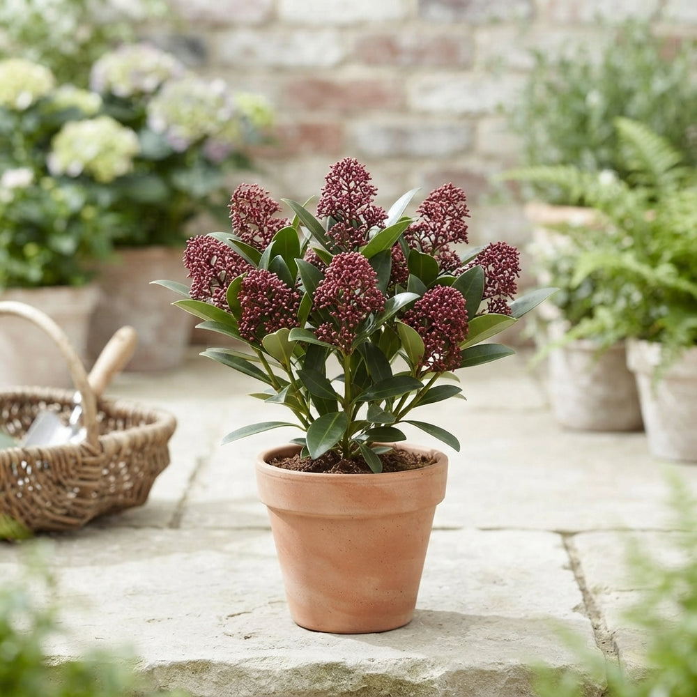 Skimmia japonica 'Rubella' – 9cm Pot