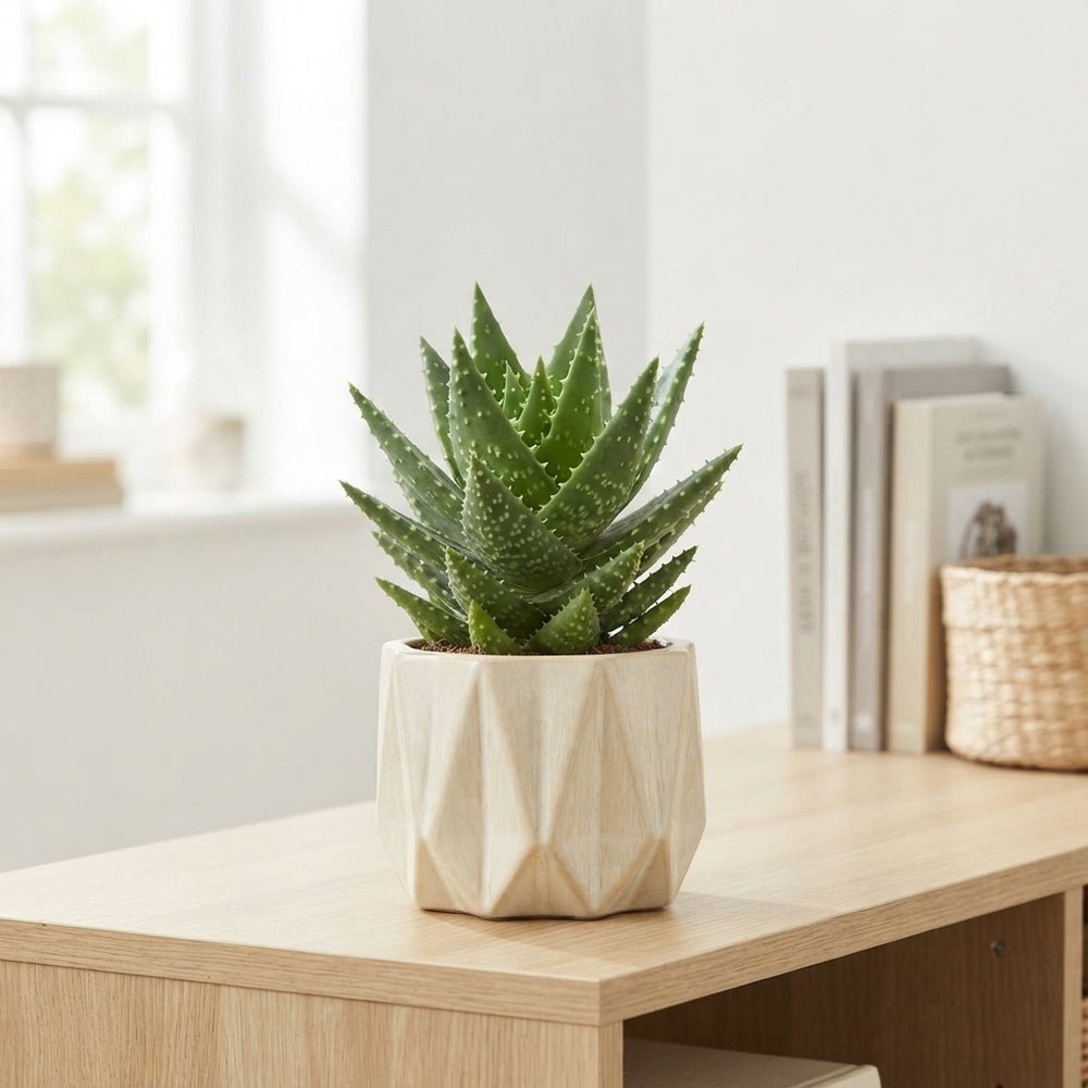 Aloe perfoliata Succulent – 14cm Pot