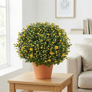 Dark Yellow Chrysanthemum – 19cm Pot, 40cm High