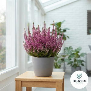 Mixed Calluna Vulgaris Heather – 30cm Pot