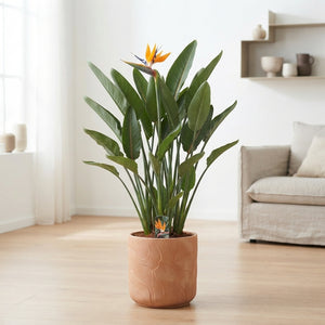 Bird of Paradise (Strelitzia reginae) – 40cm Pot