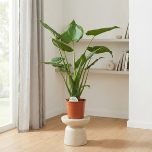 Alocasia Cucullata – 24cm Pot, Approx. 115cm Tall