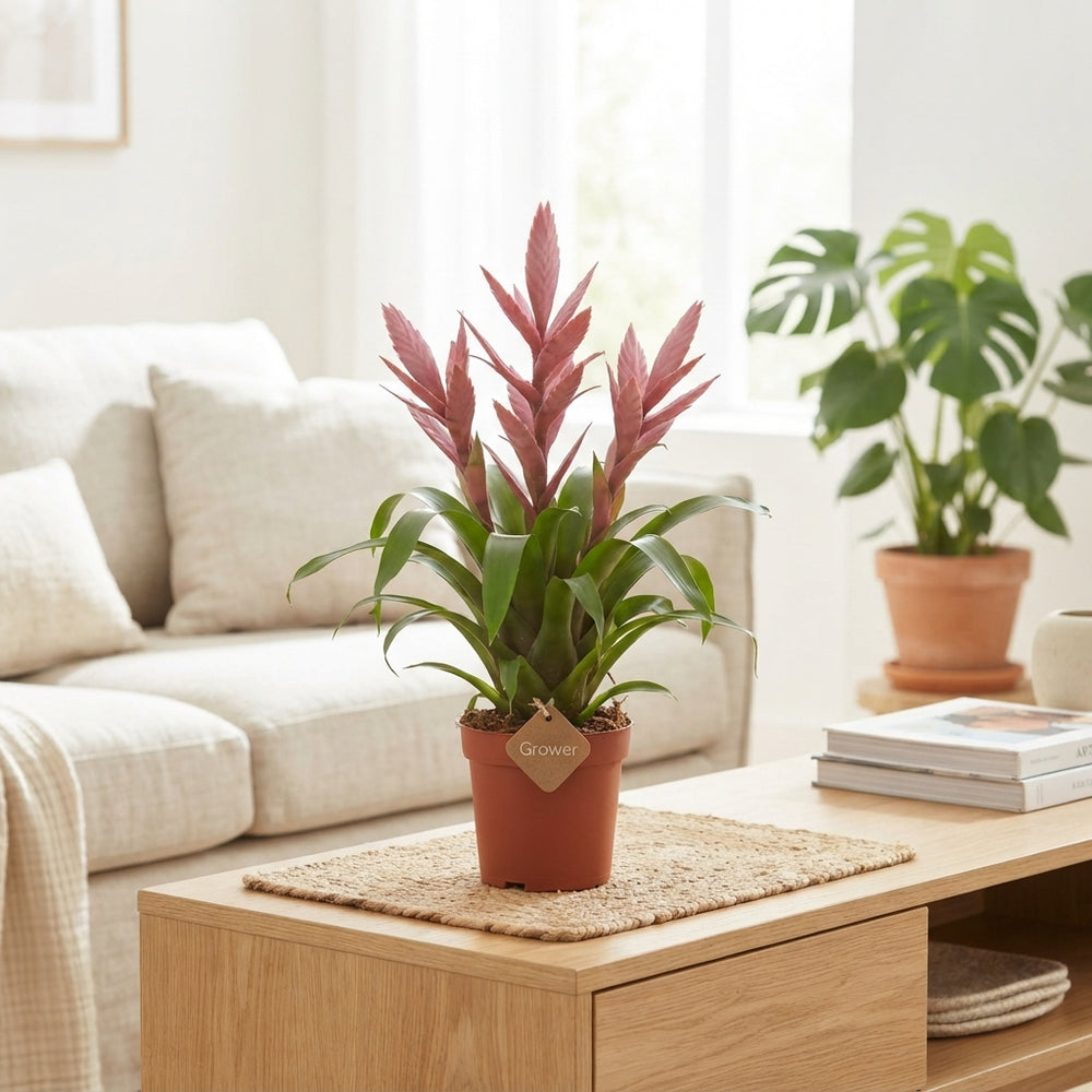 Dusty Pink Tillandsia – 15cm Pot, 65cm High