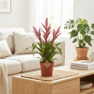 Dusty Pink Tillandsia – 15cm Pot, 65cm High