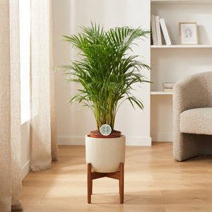 Areca Palm (Dypsis lutescens) – 21cm Pot, 100cm High