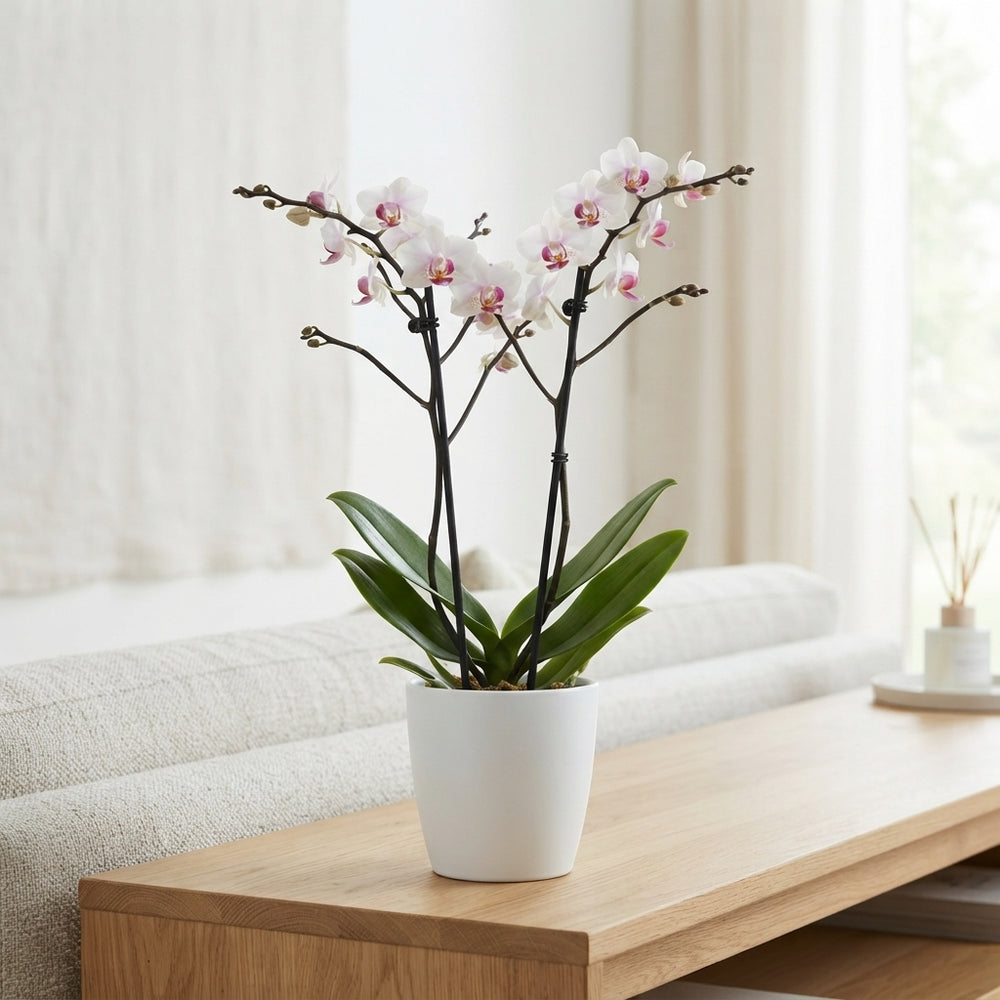 White Phalaenopsis Orchid ‘Red Lips’ – 9cm Pot